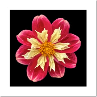 Pretty red yellow Dahlia Botanical Bee Flower Annual Garden Posters and Art